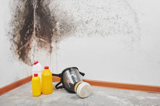 Best Office Mold Removal Services  in Pana, IL