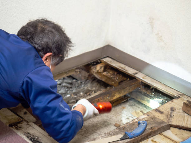 Best Same-Day Mold Removal  in Pana, IL