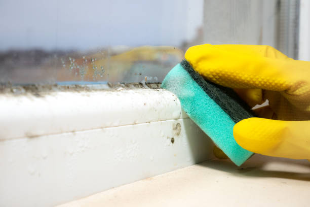 Office Mold Removal Services in Pana, IL