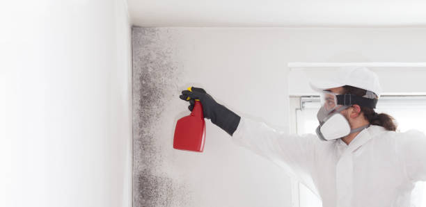 Best Mold Remediation  in Pana, IL