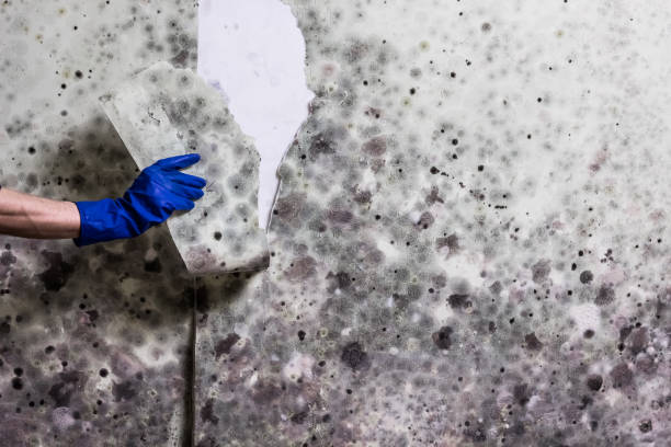 Best Toxic Mold Removal  in Pana, IL