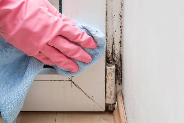 Best Commercial Mold Removal  in Pana, IL