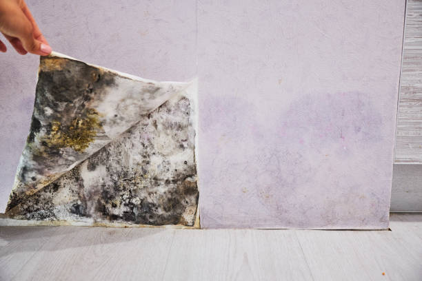 Trusted Pana, IL Mold Removal Experts